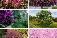 Continuous Color: 25 Long-Lasting Bloomers for Your Garden
