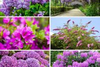 Unlock a Purple Paradise: 18 Flowering Shrubs for Your Garden