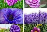 37 Set-It-And-Forget-It Purple Perennials