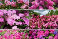 Blush-Toned Blooms: Enchanting Shrubs for Every Garden