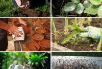 17 Ingenious White Vinegar Hacks for Your Garden