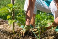 Unlock 500% Bigger Harvests with These 13 Gardening Secrets