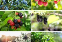 Homegrown Delights: Easy Berry Bushes for a Sweet Harvest