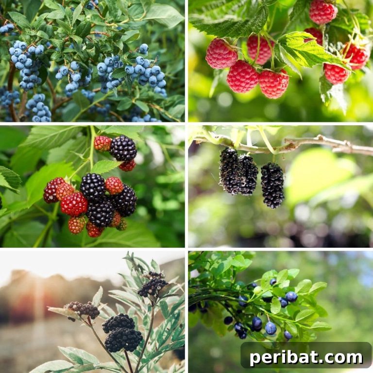 Homegrown Delights: Easy Berry Bushes for a Sweet Harvest 43 featured 102052