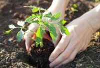 The 15 Biggest Tomato Gardening Errors Almost Everyone Commits