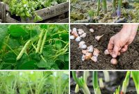 Unlock Peak Tomato Performance: 12 Companion Plants for Bountiful Yields and Healthier Soil