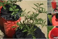 Mastering Two-Bucket Gardening: Grow Diverse Vegetables in Any Space