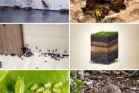 13 Versatile Uses for Diatomaceous Earth in Your Garden