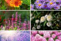 50 Drought-Proof Plants for Your Low-Water Landscape