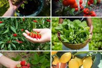 28 Incredible Plants You Can Grow in Buckets