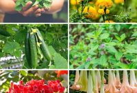 Cultivate a Wasp-Free Haven Top Plants for Your Yard and Patio