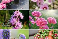 Hummingbird Haven: 30 Flowers for a Buzzing Garden