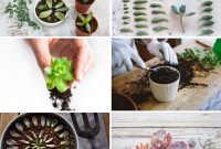 Simple Secrets for Propagating Succulents