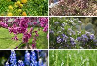 Grow Abundant Gardens: Harnessing Nitrogen Fixing Plants for Soil Health