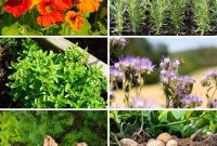 15 Companion Plants to Supercharge Your Squash Garden