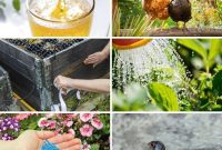 8 Ingenious Strategies to Protect Your Garden from Slugs