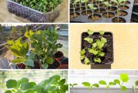 18 Vegetables to Kickstart Your Garden Indoors