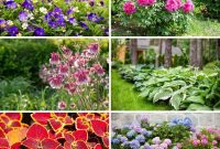 Shade Garden Success: 25 Beautiful Flowers for Under Trees