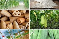 Grow Your Own Loofah: A Seed-to-Sponge Blueprint