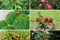 The 25 Best Plants for Hardwood Cuttings Propagation