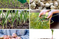 Mastering Garlic Propagation A Professional’s Guide