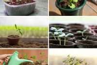 11 Proven Methods to Fix and Prevent Leggy Seedlings