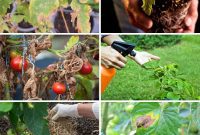 Yellow Tomato Leaves? 15 Simple Solutions & What Causes Them