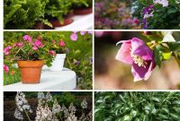 11 Unstoppable Plants for Dry Shady Spots