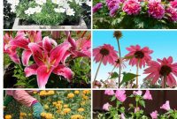 Harvest Beauty Year After Year: 8 Sunny Perennials for Your Dream Cutting Garden