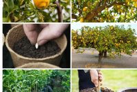 Giant Lemons No Limits Grow Yours Anywhere