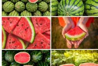 The Sweetest Slice: Your Guide to Perfect Watermelon Selection