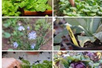 Perpetual Produce: 30 Vegetables for Continuous Harvests