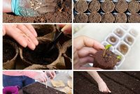 Unlocking Seed Germination: 15 Reasons for Failure and Proven Solutions