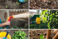 20 Common Vegetable Garden Mistakes to Avoid