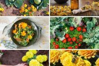 12 Reasons Marigolds Belong in Every Thriving Garden