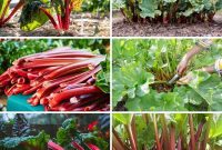 Mastering Rhubarb Simple Steps for Unforgettable Flavor