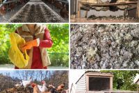 Composting Chicken Manure: A Garden Game-Changer