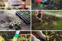 15 Pro Tips for Flawless Plant Transplanting