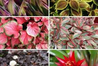 17 Rainbow Foliage Treasures for Your Garden