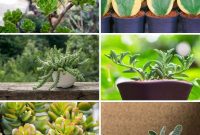 32 Easy-Care Succulents Perfect for Beginners