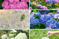 Become a Hydrangea Color Alchemist