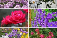 Effortless Blooms for Every Gardener