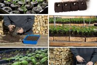 Mastering Soil Blocking for Thriving Indoor Seedlings