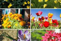 10 Toxic Plants Your Dog Must Avoid