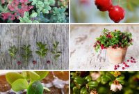 Cultivating Your Cranberry Dream: 10 Steps to a Bountiful Harvest