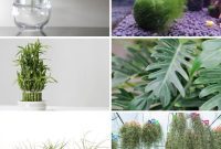 Dirt-Free Living: 9 Houseplants That Thrive Without Soil