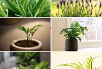 Create Beautiful Room Dividers with These 7 Indoor Plants