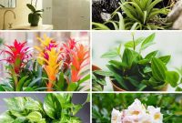 Elevate Your Bathroom: Lush Plants for a Spa-Like Sanctuary