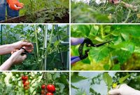 Master Tomato Pruning 11 Pro Secrets for a Bountiful Harvest