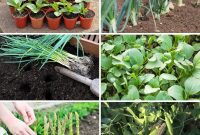 Maximize Your Harvest 12 Late Fall Vegetables for a Richer Winter Table